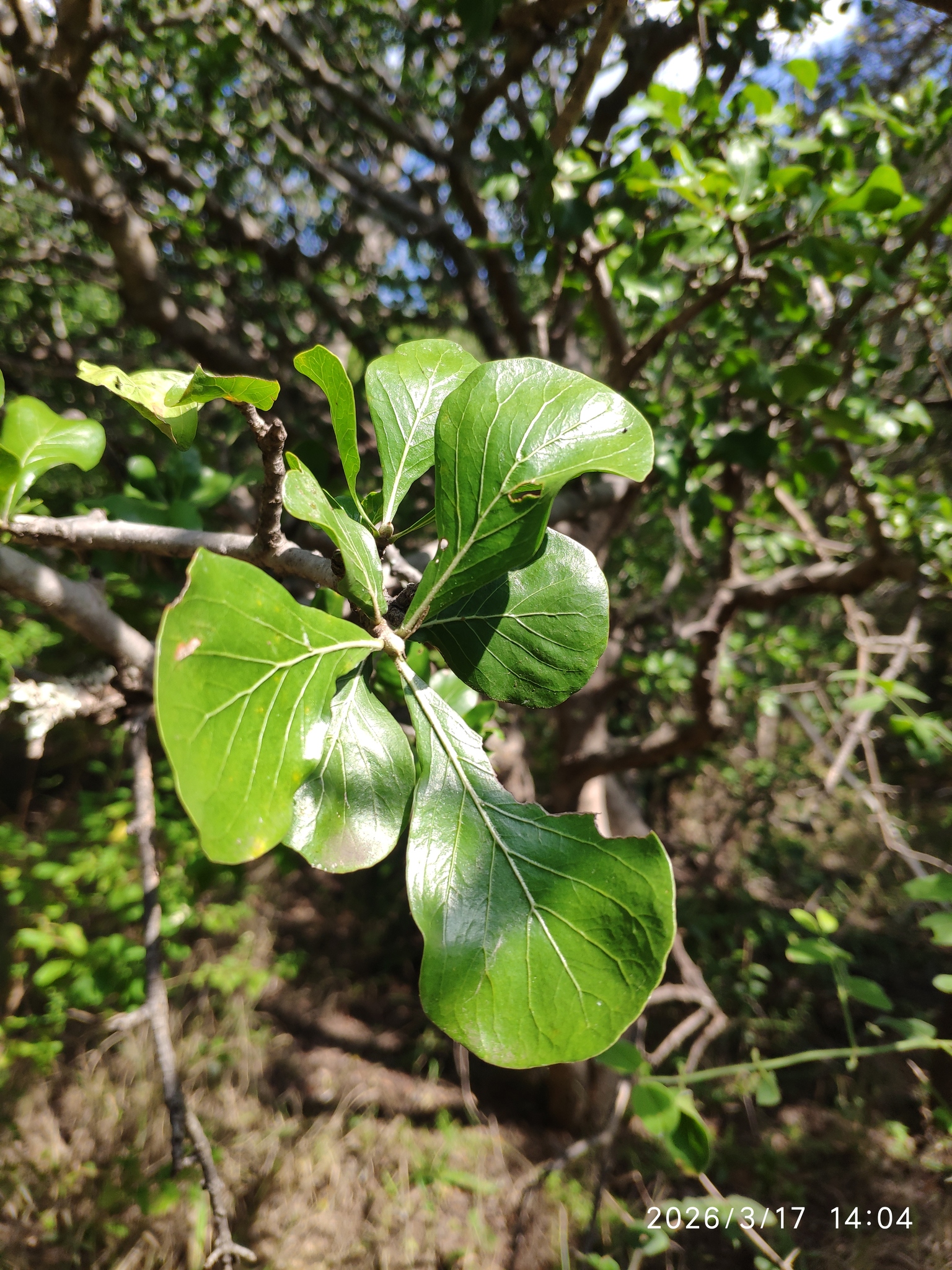 Bushveld Gardenia (Gardenia volkensii)