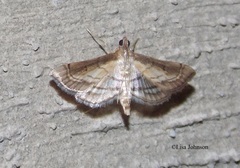 Marasmia trapezalis
