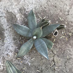 Agave weberi