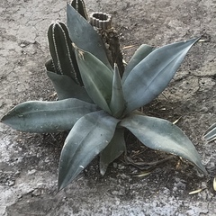 Agave weberi