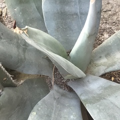 Agave weberi