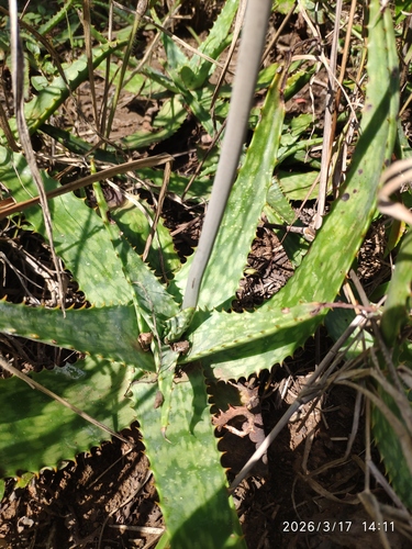 Aloe transvaalensis, photograph 6