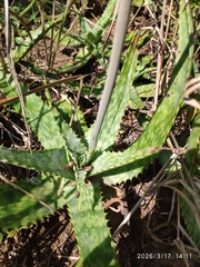 Aloe transvaalensis, photograph (c) Antoinette Eyssell Knox, some rights reserved (CC BY-SA)