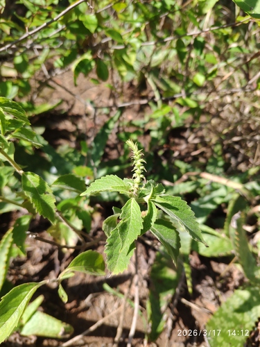 African Basil (Ocimum gratissimum)