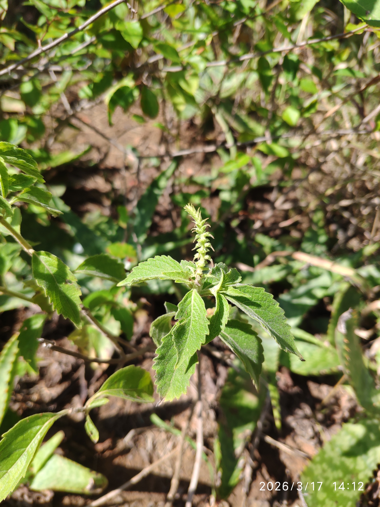 African Basil (Ocimum gratissimum)