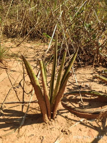 Mother-in-law's Tongue (Sansevieria aethiopica)