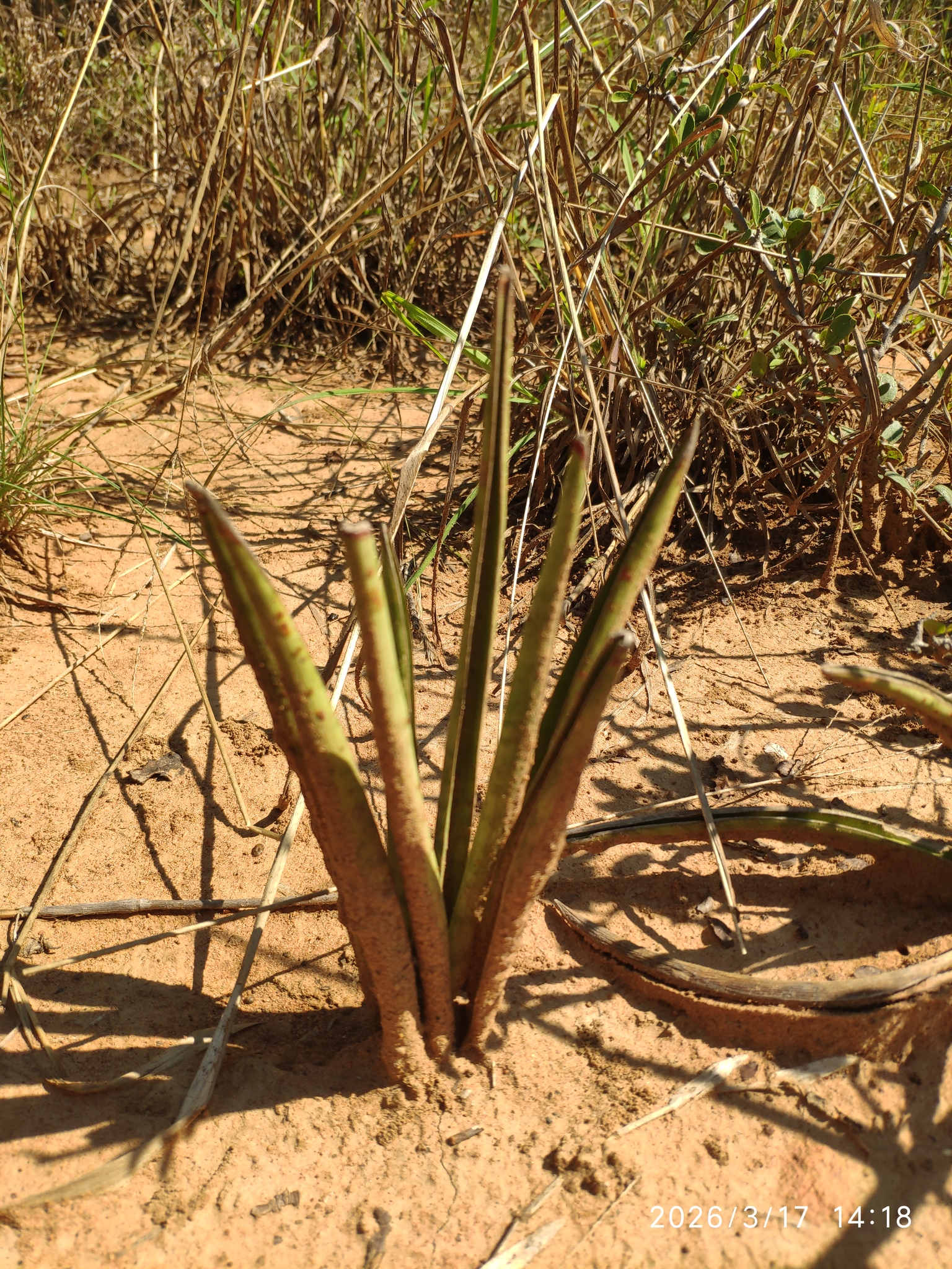 Mother-In-Law's Tongue (Sansevieria aethiopica)