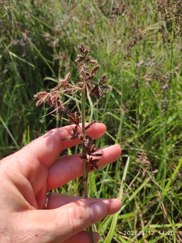 Hairy Sedge (Fuirena pubescens)