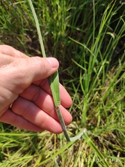 Fuirena pubescens, photograph (c) Antoinette Eyssell Knox, some rights reserved (CC BY-SA)