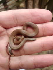 Virginia valeriae elegans