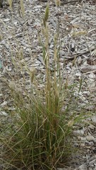 Enneapogon nigricans