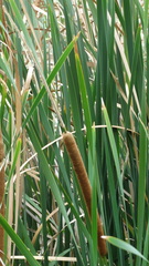 Typha orientalis