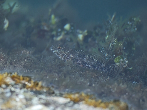 Gobius cobitis