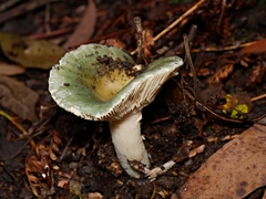 Russula viridis