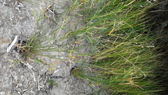 Cyperus gymnocaulos