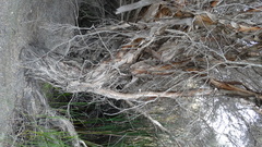 Melaleuca halmaturorum