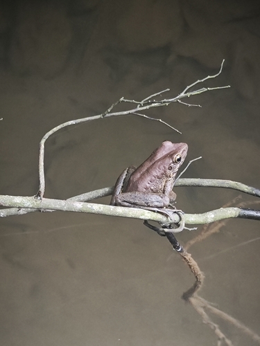 True frog, Odorrana hainanensis
