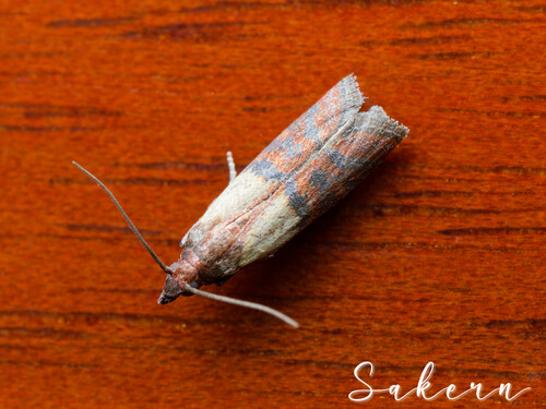 Indian-Meal Moth