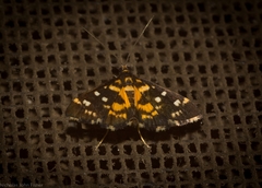 Diathrausta ochreipennis