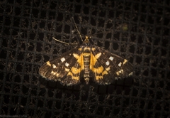 Diathrausta ochreipennis