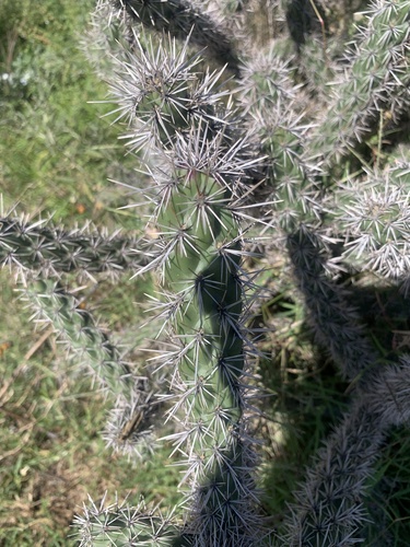 tree cholla