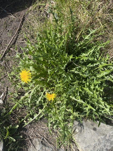 beautiful-leaved dandelion (Taraxacum pulchrifolium)