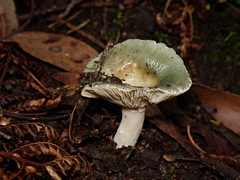 Russula viridis