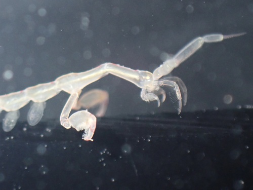 ghost shrimp