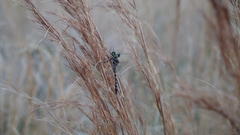 Didymops floridensis