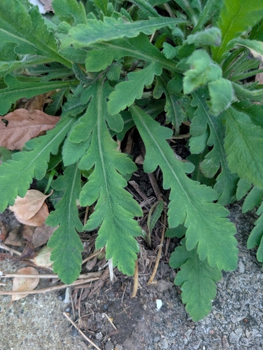 Papaver atlanticum (Papaver atlanticum)