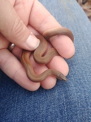 Virginia valeriae elegans