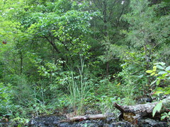 Delphinium exaltatum