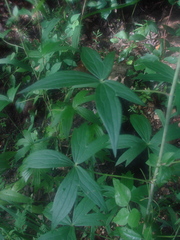 Delphinium exaltatum