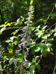 Delphinium exaltatum