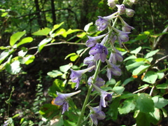 Delphinium exaltatum