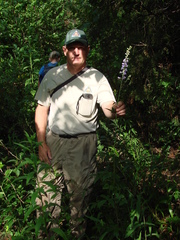 Delphinium exaltatum