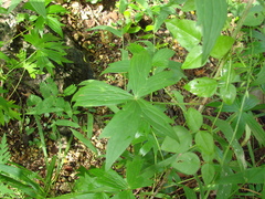 Delphinium exaltatum