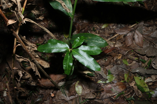 hairy milk vine (Leichhardtia flavescens)
