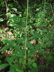 Delphinium exaltatum