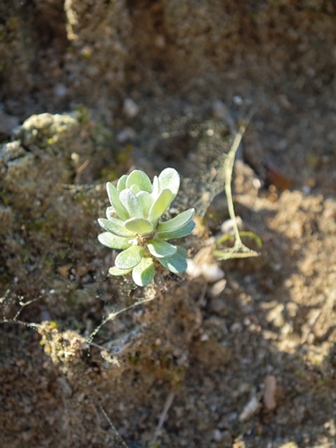 Foto de Filago pygmaea