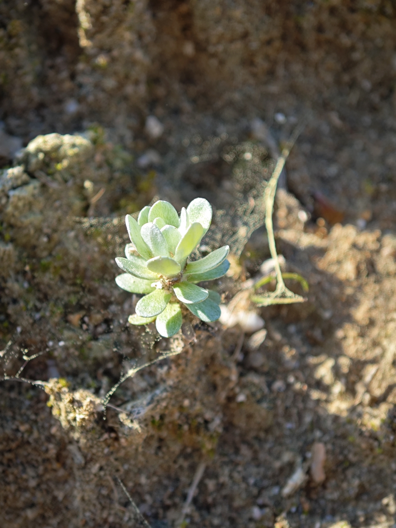Imagem de Filago pygmaea