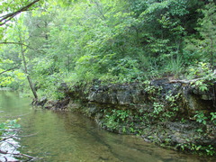 Delphinium exaltatum
