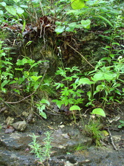 Delphinium exaltatum