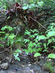 Delphinium exaltatum