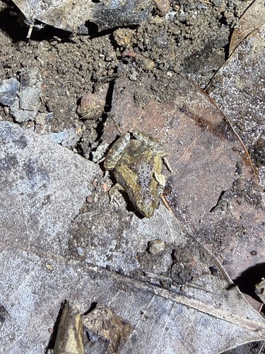 Mukhlesur's Narrow-mouthed Frog