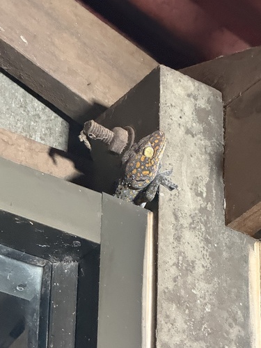 Tokay Gecko