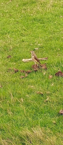 Ethiopian Thrush