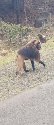 Southern Gelada