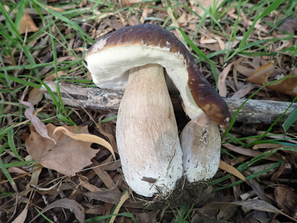 Boletus edulis · March 2026 · photo: © rayjackson (iNaturalist, cc-by)