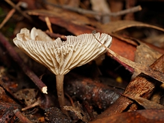 Trogia straminea